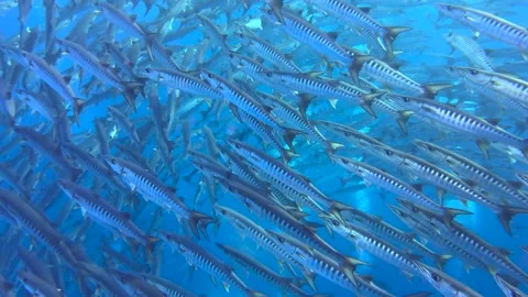 Close-up of a flock of great barracudas swimming underwater. Stock Footage 330292884