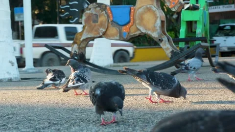 Close up A flock of pigeons eating off the ground Stock Footage 294674010