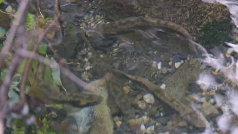 Close-up of a flock of river trout in the water Stock Footage 266801529