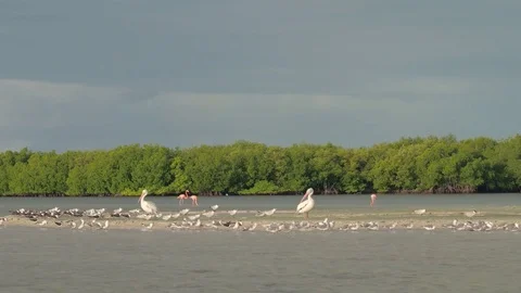 CLOSE UP: Flock of seagulls, pelicans and two pink flamingos wading in the sea Stock Footage