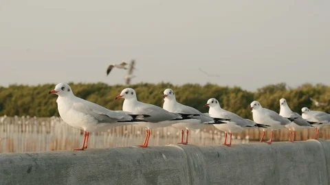 Close up of Flock of Seagulls sitting on wall in the summer of Thailand. Stock Footage 124180259