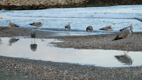 Close up of flock of seagulls standing on the beach Stock Footage 141864276