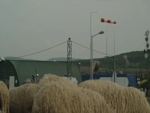 Close up of a Flock of Sheep and Lambs on a Field Stock Footage 77338132