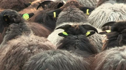 Close up of a flock of sheep from behind Stock-Footage 195542907