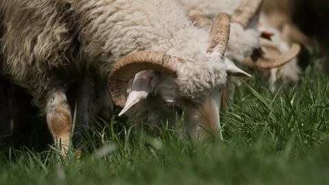 Close up of a Flock of sheep grazing on a field of farmland Stock Footage 80914239