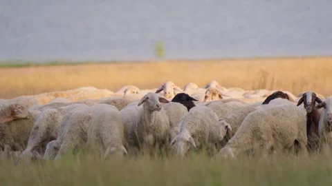 Close up of flock of sheep grazing in rural meadow Stock Footage 341764187