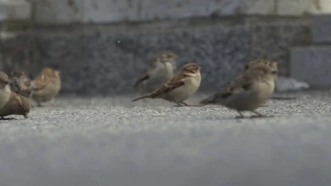 Close up of flock of sparrows fighting over bread crumbs in slow motion Stock Footage 80532578
