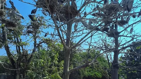 Close-up flock of storks nesting on a tree branch on a bright blue sky. Stock Footage 306376764