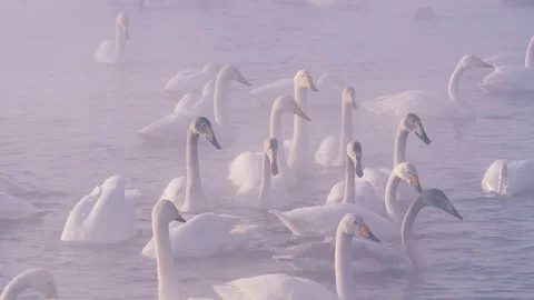 Close up Flock of swans floating on misty lake Vídeo Stock 72634644