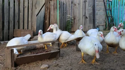 Close up of flock of white ducks on the farm Video stock 202610852