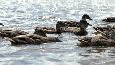 Close-up of a flock of wild ducks swimming in the river. Big family of birds. Stock Footage 201432836