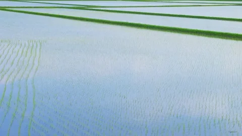 Close-up of flooded rice field reflecting blue sky and clouds after planting Stock Footage 337887445