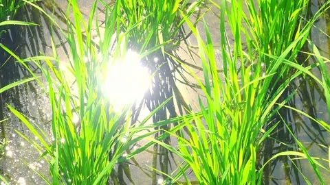 Close-up of flooded seedbed with young rice seedlings. Traditional farming Stock Footage 75777250