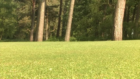 Close up from the floor as a greens keeper mows a golf green Stock Footage 80468853