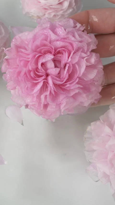 Close up floral hand composition with ranunculus on water forming premium 스톡 동영상 335144432