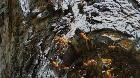A Close Up of Florida Carpenter Ants Nesting Inside Tree 4K  Stock Footage 78550791