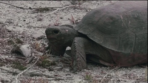 Close Up: Florida Gopher Tortoise Eating Grass Video stock 70554341