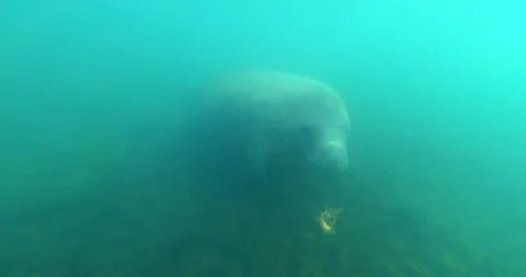 Close Up of Florida Manatee Underwater, Slow Motion Stock Footage 105372020