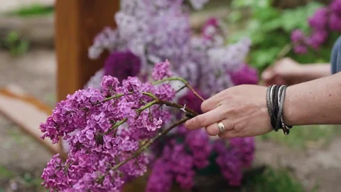 Close up. The florist decorates the wedding arch with fresh lilac flowers. Stock Footage 205225813