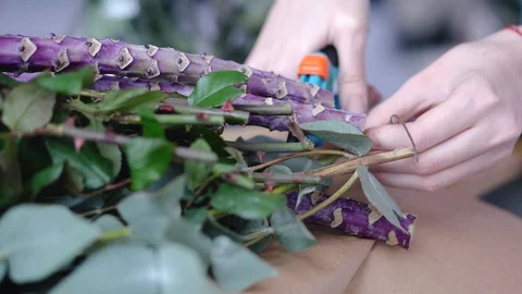 Close up of florist hands cutting excessive branches for flower arrangement Stock Footage 86575951