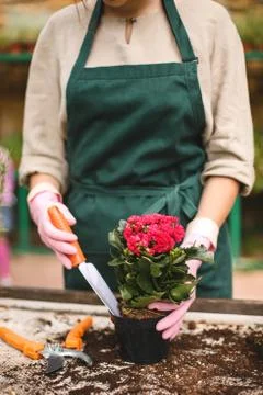 Close up florist in pink gloves using little garden shovel while planting a Foto stock