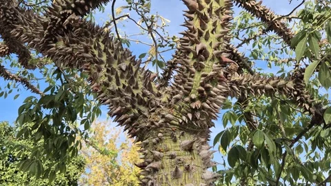 Close up of floss silk (thorny devil) tree  with thorns Stock Footage 320227259