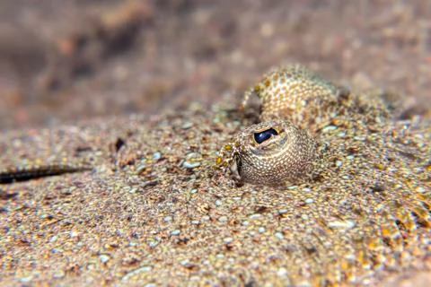 Close up of a flounder eye Stock Photos