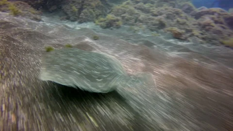 Close-up flounder fish underwater on sandy bottom of volcanic origin in Atlantic Stock Footage 142736847