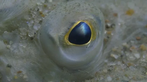 Close up of Flounder Fish´s Eye, under water, Baltic Sea Stock Footage 276110838