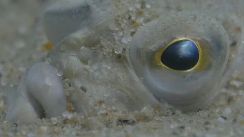 Close up of Flounder Fish´s head, Baltic Sea 動画素材 276110746