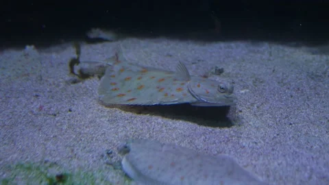 Close up of Flounder flatfish Stock Footage 239578069