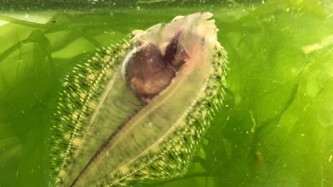 Close-Up of Flounder Flatfish in water Stock Footage 314633839