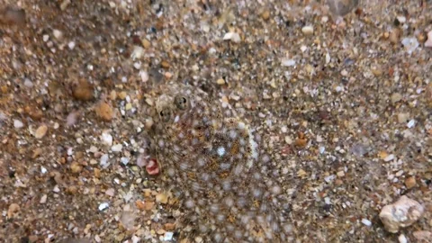 Close-Up of Flounder Flatfish in water Stock Footage 314634198