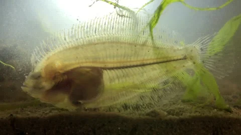 Close-Up of Flounder Flatfish in water Stock Footage 314634441