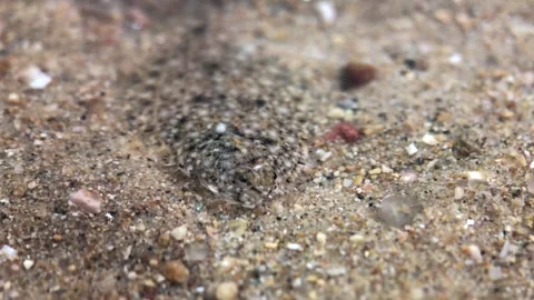Close-Up of Flounder Flatfish in water Stock Footage 314637372