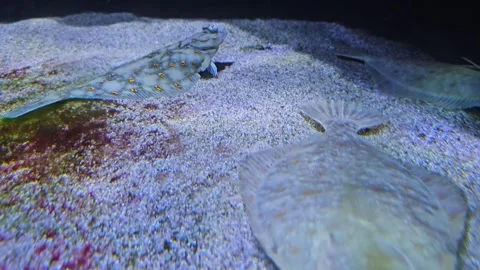Close up of Flounder swimming  Stock Footage 266695511