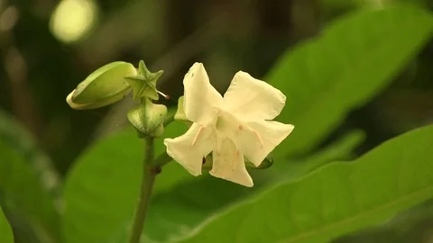 Close up of flower 01 動画素材 82873871