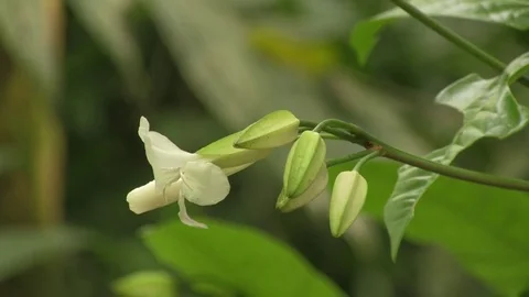 Close up of flower 02 Stock Footage 82873819