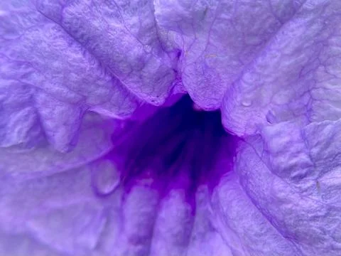 Close-up of a flower (1) Stock Photos