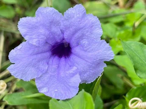 Close-up of a flower (22) Stock Photos