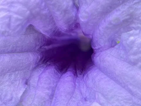 Close-up of a flower (23) Stock Photos