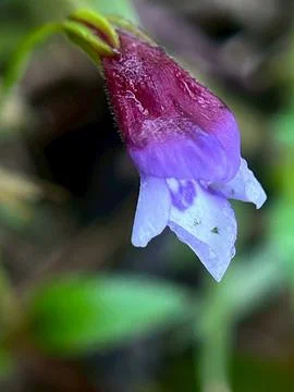 Close-up of a flower (4) Stock Photos