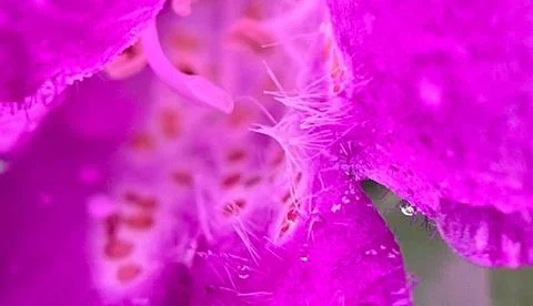Close-up of a flower (8) Stock Photos