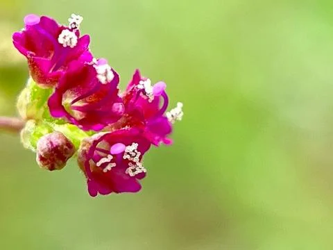 Close-up of a flower (9) Stock Photos