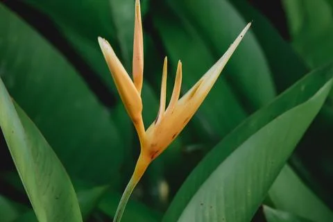 Close up of a flower abstract Stock Photos
