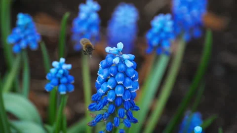 Close-up of a flower and a bee Stock Footage 157523513