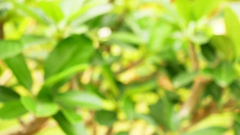 Close up flower and green leaf sunlight pan  Stock Footage 106078692