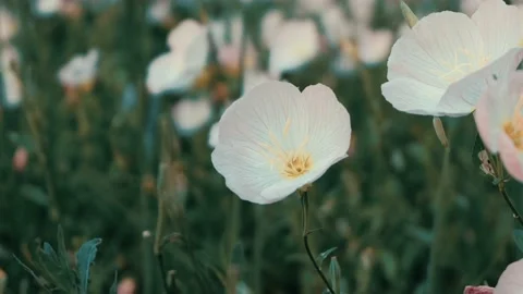 A close up of a flower and hand Stock-Footage 131264097