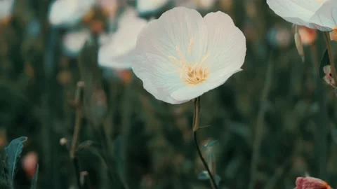 A close up of a flower and hand Stock-Footage 131265289