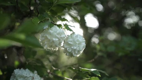 Close-up of flower and leaves on the tree. Slow motion Stock Footage 129767250